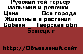 Русский той-терьер мальчики и девочки › Цена ­ 8 000 - Все города Животные и растения » Собаки   . Тверская обл.,Бежецк г.